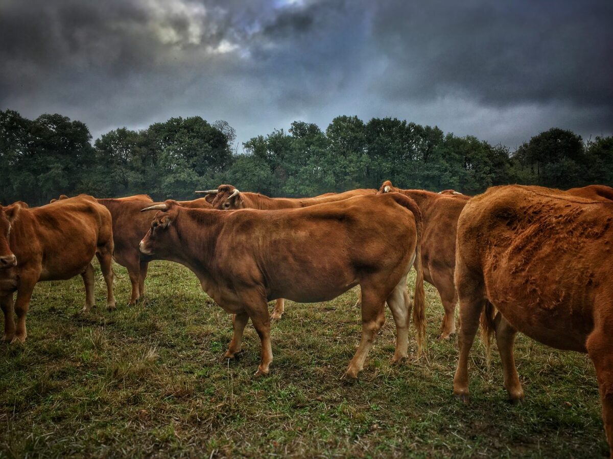 Abattoirs Bigard bloqués : le prix du steak va-t-il baisser dans votre supermarché ?