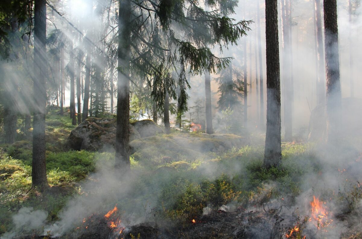 Incendie à Monthermé : une centaine d’hectares brûlés dans les Ardennes, des centaines d’autres menacés